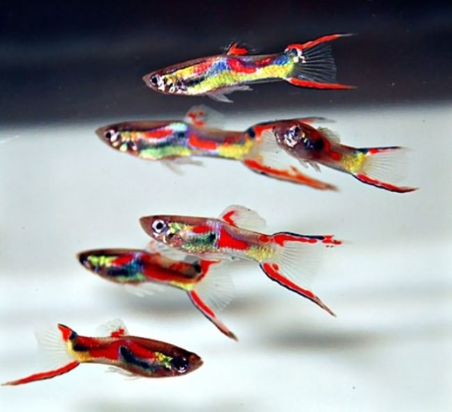 Стайка взрослых гуппи Эндлера.