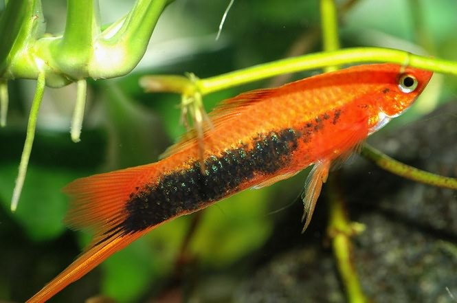 Маленькая рыбка из вида меченосцев.