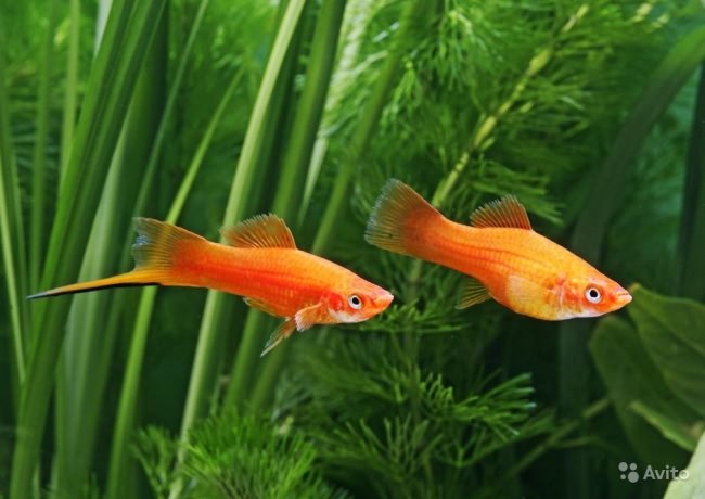 Парочка меченосцев.