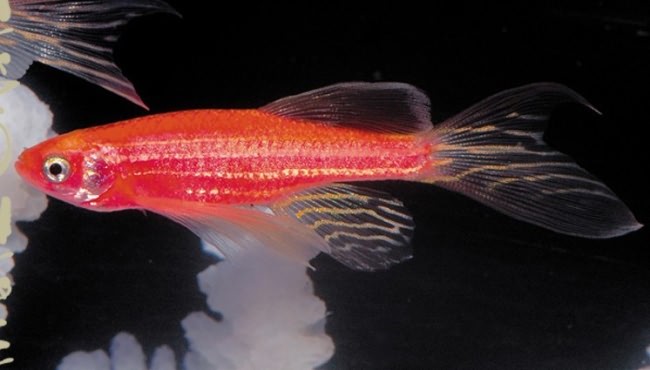 Красная рыбка данио.