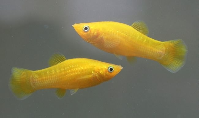 Моллинезия желтая.