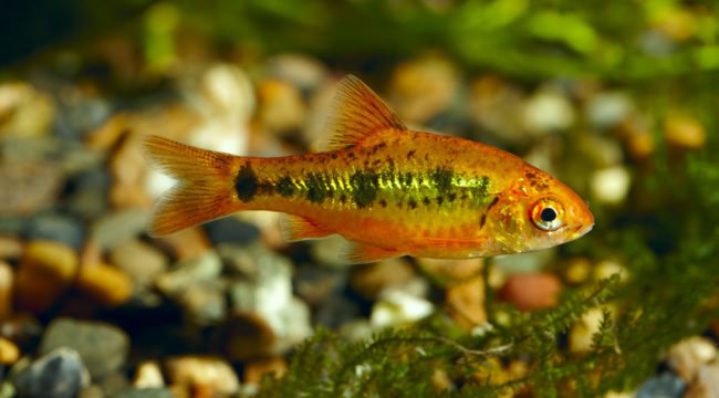 Барбус Шуберта.