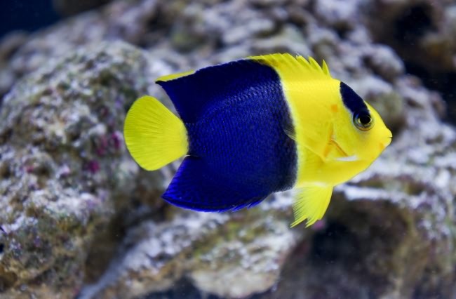 Центропиг желтый.