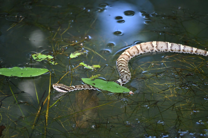 6 самых ядовитых змей России: как они выглядят и где обитают