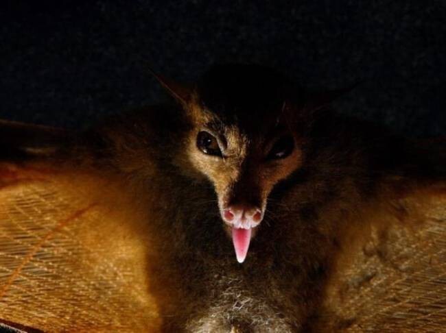 Ночные животные Ночные животные