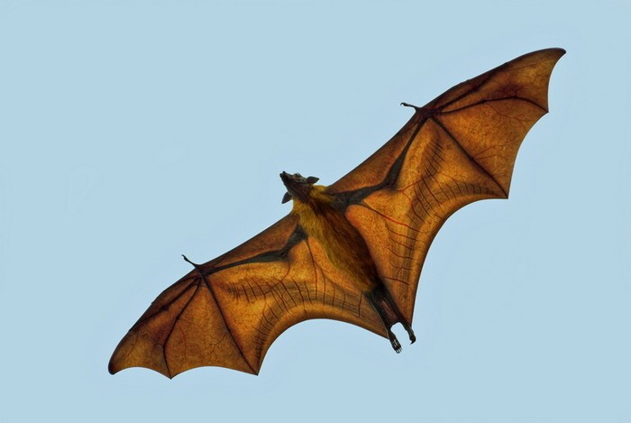 Используют эхолокацию Используют эхолокацию