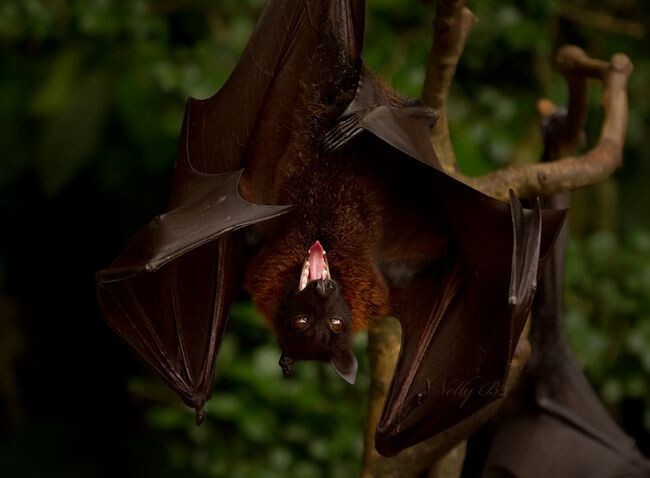 У крыланов хорошо развито обоняние и зрение. У крыланов хорошо развито обоняние и зрение.