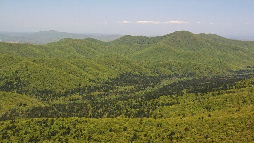 Заповедник «Кедровая падь».