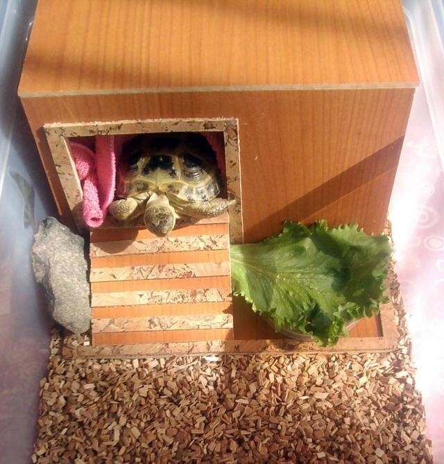 Заблуждение 8. Домик черепахи всегда с ней Заблуждение 8. Домик черепахи всегда с ней