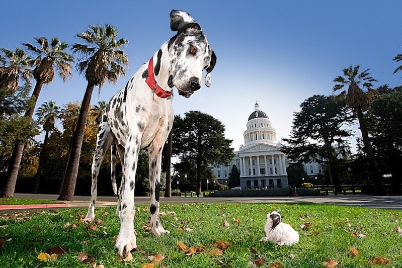 5 место: Немецкий дог — самая высокая порода собак в мире. Минимальная высота кобелей в холке 80 см, сук - 72 см, вес кобелей может варьироваться от 54 до 91 кг, вес сук 45-59 кг.
