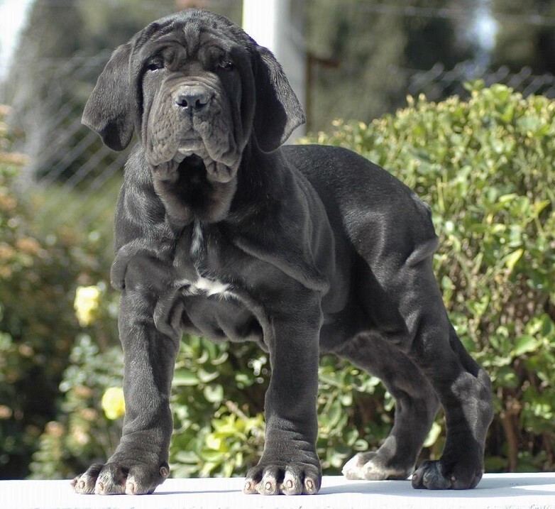 12 место: Неаполитанский мастиф (mastino napoletano) — порода служебных собак, появившаяся на юге Апеннинского полуострова в глубокой древности. 12 место: Неаполитанский мастиф (mastino napoletano) — порода служебных собак, появившаяся на юге Апеннинского полуострова в глубокой древности.