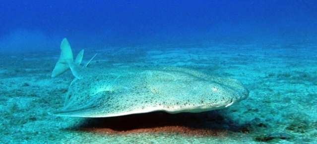 12 животных Красной книги (фото): Рыба-ангел (Squatina squatina) 12 животных Красной книги (фото): Рыба-ангел (Squatina squatina)