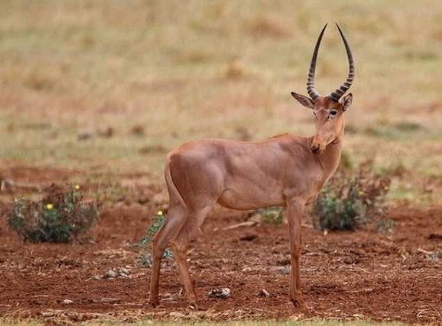 10 животных, занесенных в Красную книгу: Губал охотника (Beatragus hunteri) 10 животных, занесенных в Красную книгу: Губал охотника (Beatragus hunteri)