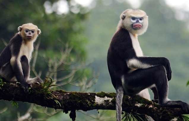 8 видов животных, занесенных в Красную книгу: Тонкинский ринопитек (Rhinopithecus avunculus) 8 видов животных, занесенных в Красную книгу: Тонкинский ринопитек (Rhinopithecus avunculus)