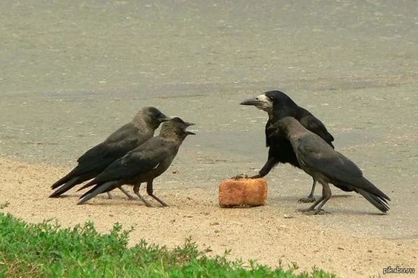 Иногда галки замачивают пищу в воде перед тем, как её съесть. Иногда галки замачивают пищу в воде перед тем, как её съесть.