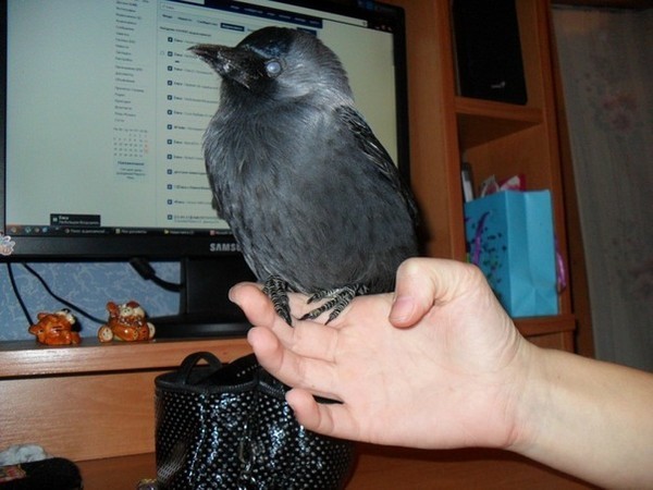 Нередко люди берут галчат-слетков на воспитание. Нередко люди берут галчат-слетков на воспитание.