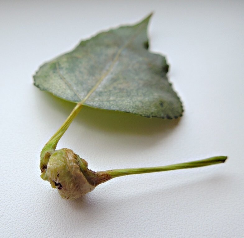 Птица дубонос и интересные факты о ней