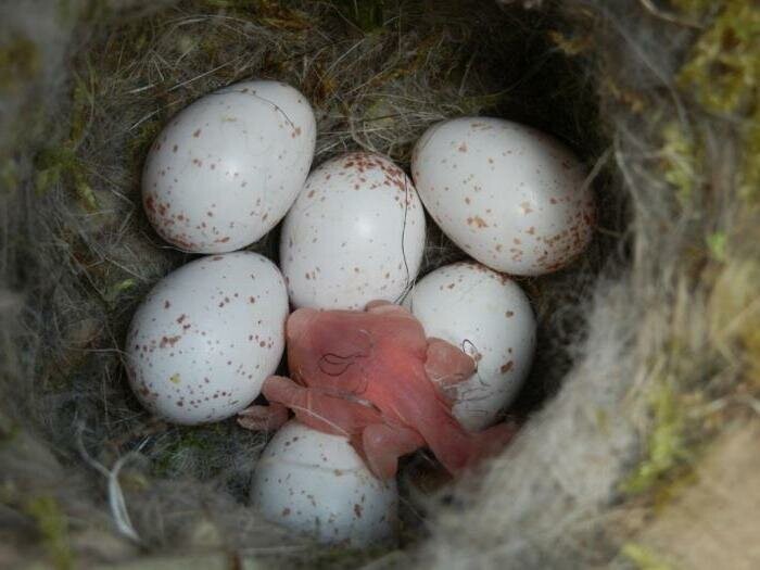 Гаички и интересные факты о них