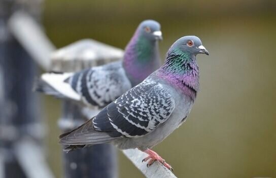 Голубь городской