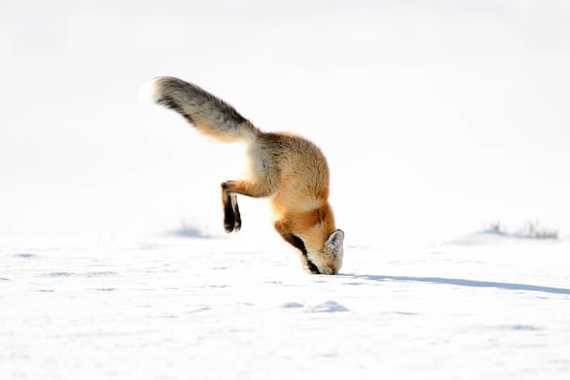 Обыкновенная лисица и интересные факты о ней Обыкновенная лисица и интересные факты о ней