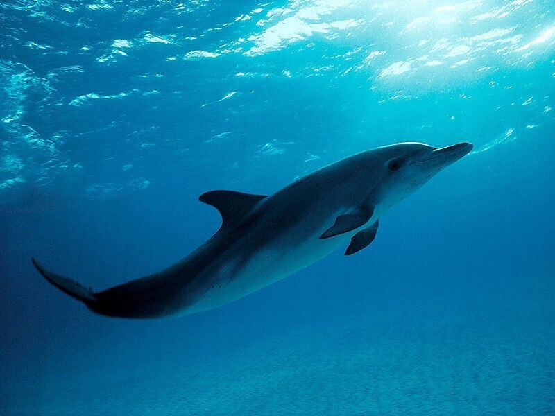 Дельфин спит с одним открытым глазом Дельфин спит с одним открытым глазом