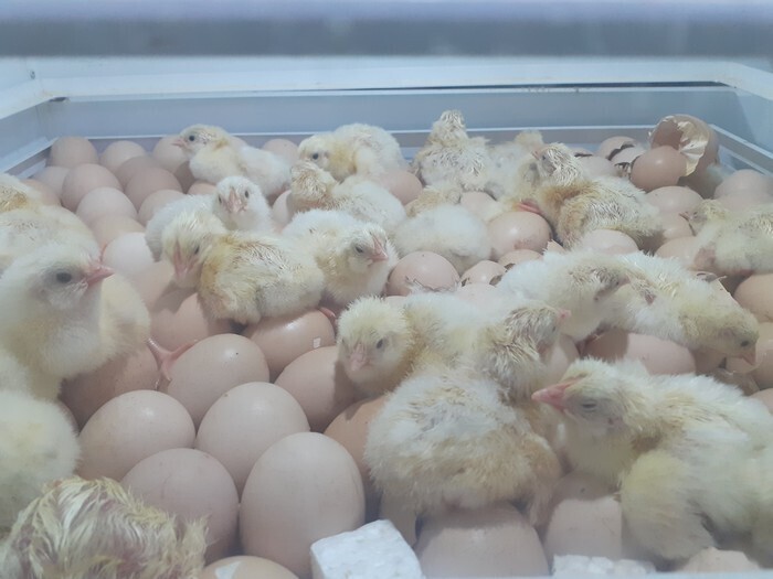 Цыплята могут общаться друг с другом, даже если они ещё не вылупились Цыплята могут общаться друг с другом, даже если они ещё не вылупились