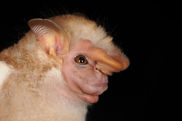 Сферониктерис токсофиллум Сферониктерис токсофиллум