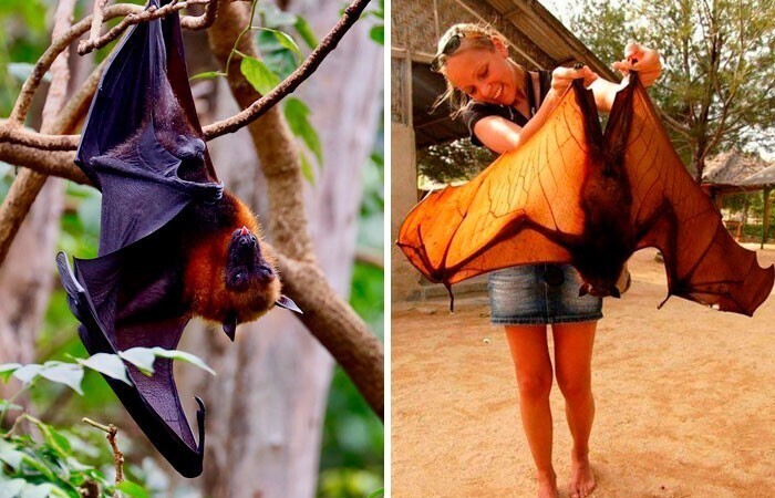 Лунный асеродон Лунный асеродон