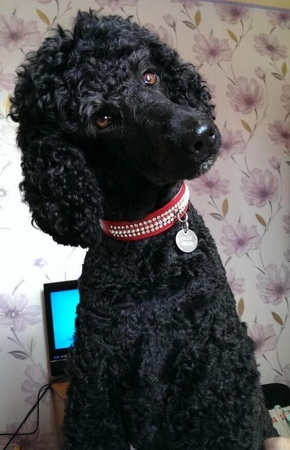 2. Пудель 2. Пудель