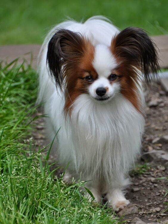 8. Папильон 8. Папильон