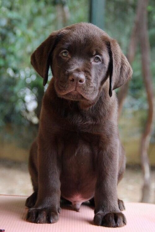 7. Лабрадор ретривер 7. Лабрадор ретривер