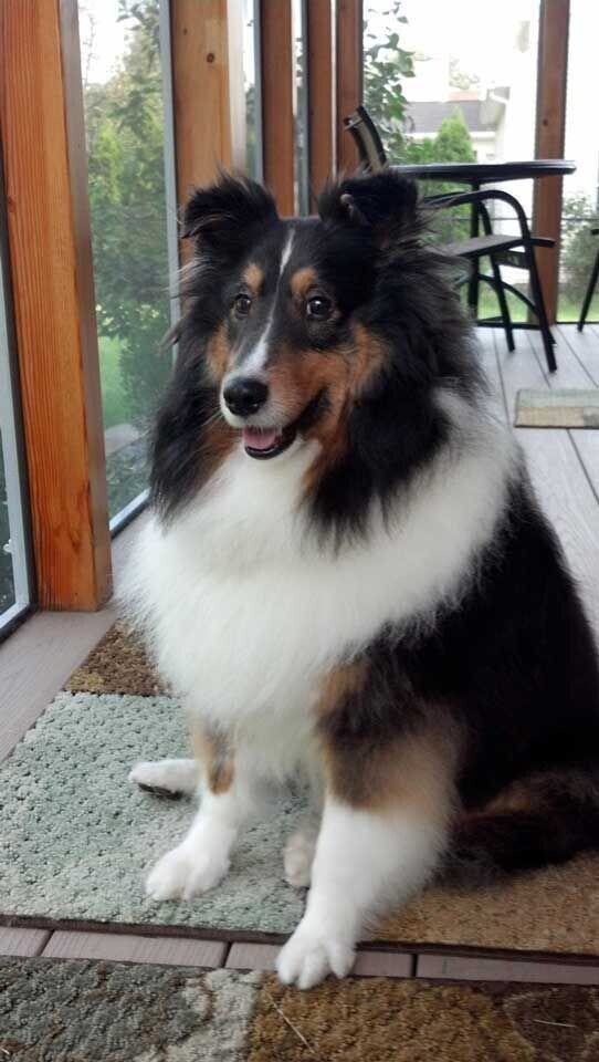 6. Шелти 6. Шелти