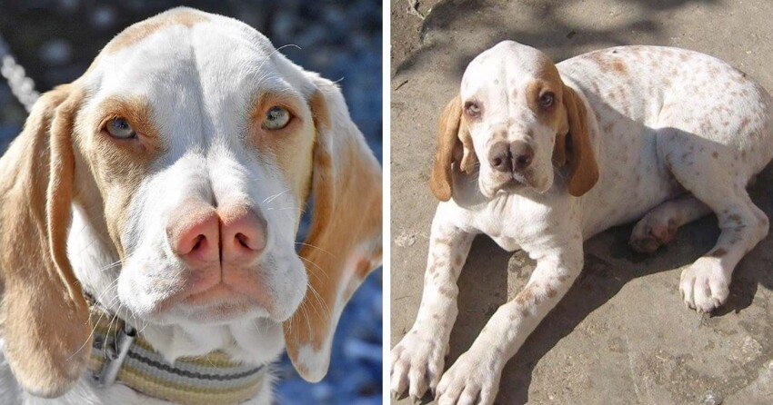 15 необычных и экзотических пород собак