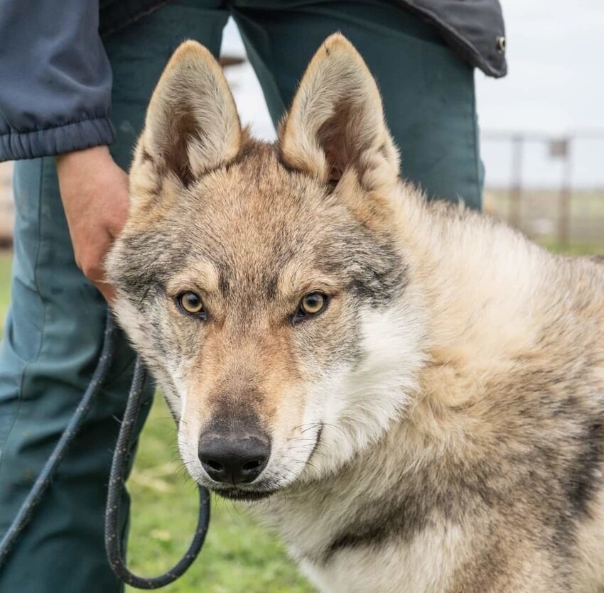 15 необычных и экзотических пород собак