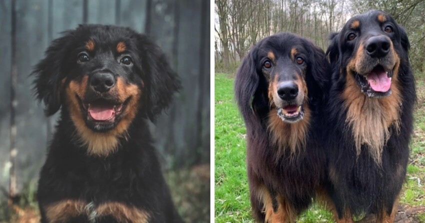 15 необычных и экзотических пород собак