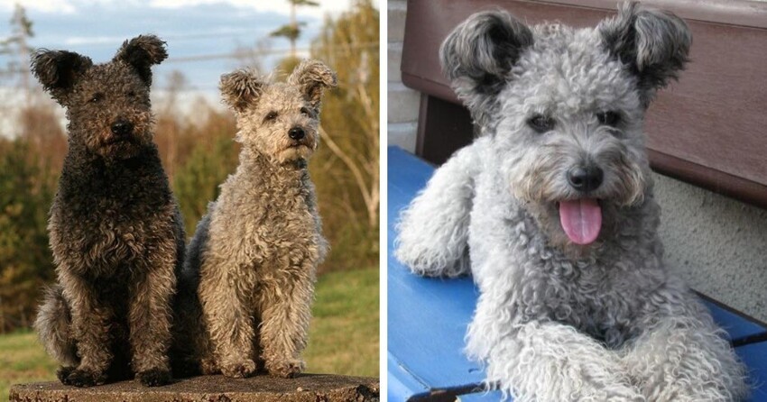 15 необычных и экзотических пород собак