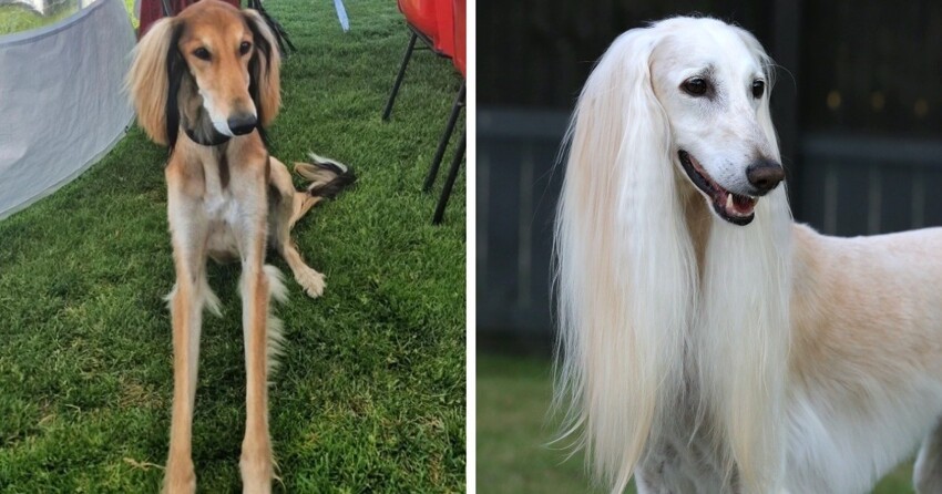 15 необычных и экзотических пород собак