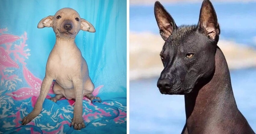 15 необычных и экзотических пород собак