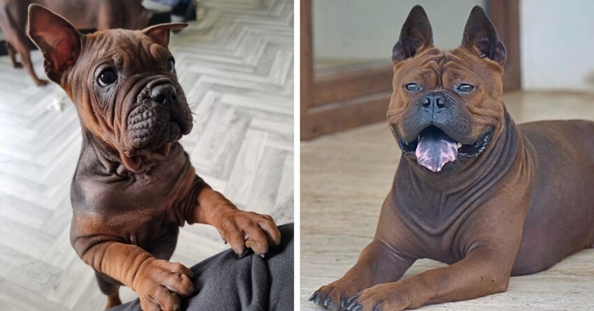 15 необычных и экзотических пород собак