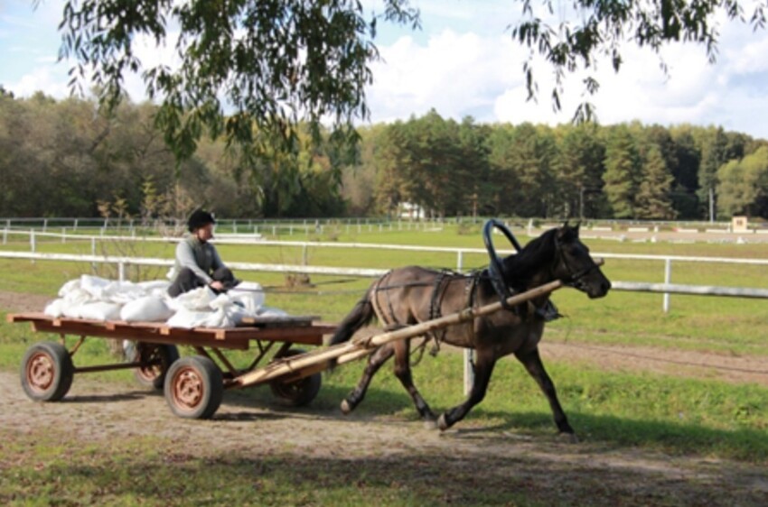 Лошади Лошади