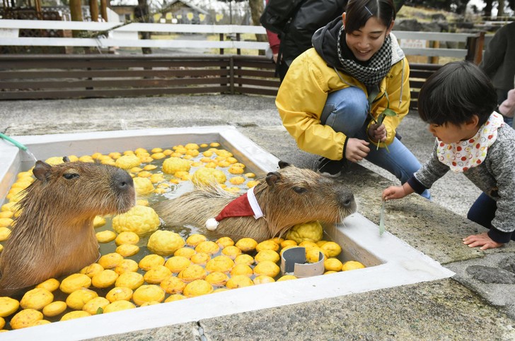 Капибары: последний из гигантов