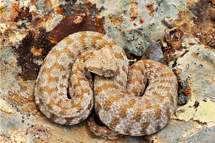 6 самых ядовитых змей России: как они выглядят и где обитают