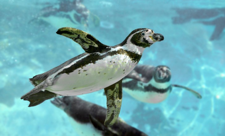 Обойдемся без кислорода! Непревзойденные дайверы из дикого мира