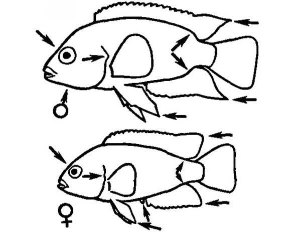 Цихлазома чернополосая (полосатая цихлида, зебра): совместимость с другими рыбкам, содержание, размножение (разведение), мальки