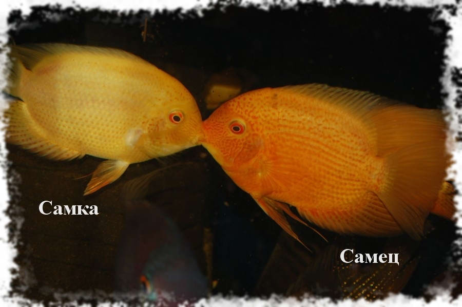 северум самец и самка фото