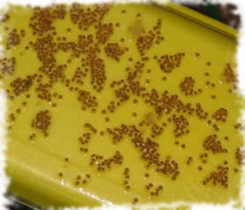 икра торакатума