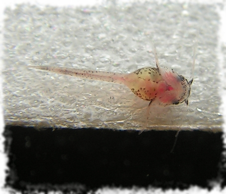 мальок торактума