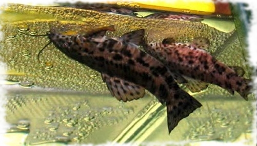 нерест торакатумов