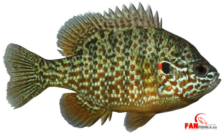 Список аквариумных рыбок