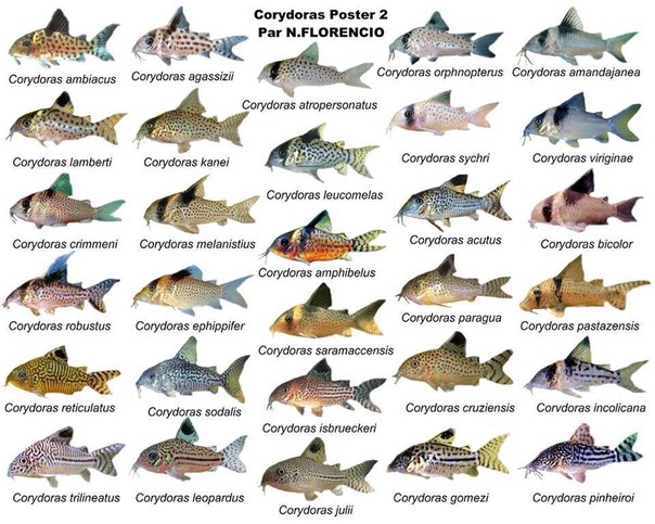 все коридорасы